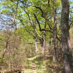 Lakeview Trail